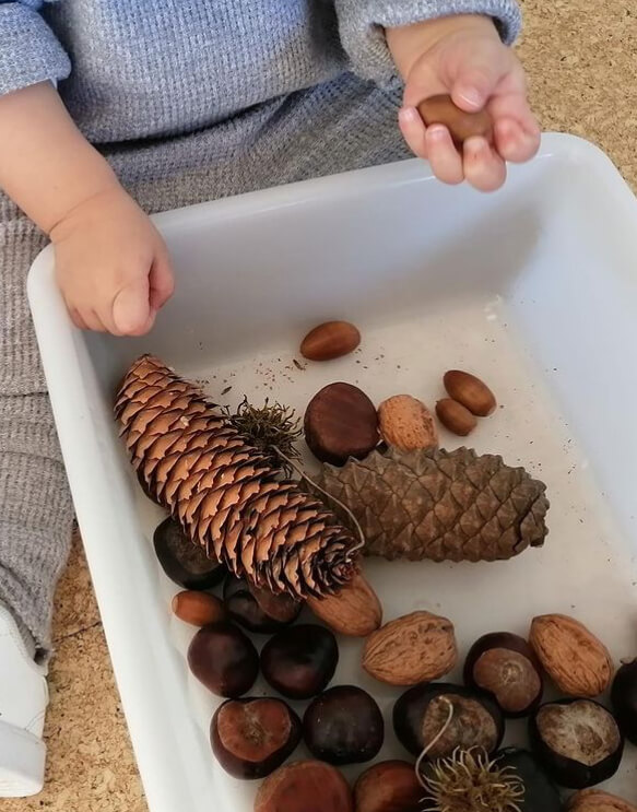 Bandeja sensorial con elementos naturales Manos de un niño explorando una bandeja blanca con piñas, semillas, bellotas y otros elementos naturales de diferentes formas.