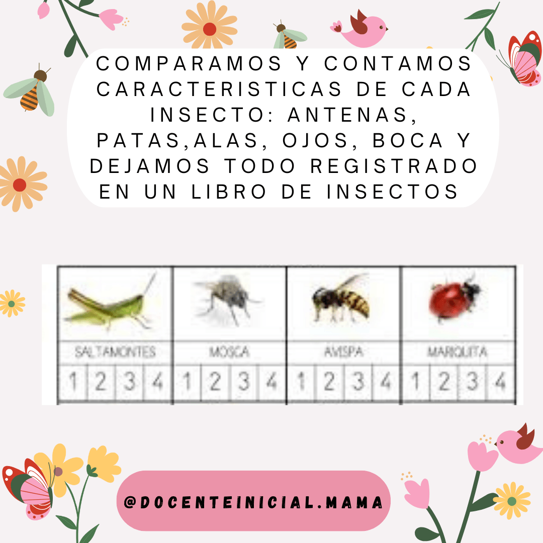Comparación de características de insectos en un libro Placa con texto sobre comparar insectos y una tabla con dibujos de saltamontes, mosca, avispa y mariquita, cada uno con casilleros numerados debajo.